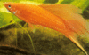 Ikan